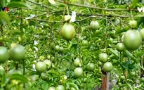 Doanh nghiệp chủ động truy xuất nguồn gốc cho nông sản