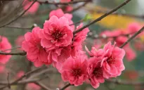 The fragrant of Tet
