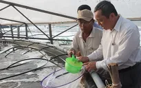 Shrimp breeders expand production, seek to join global supply chains