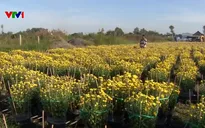 Nông dân ĐBSCL hối hả chuẩn bị hoa Tết