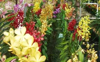 Hoa Đà Lạt nở đúng dịp, giá tăng cao