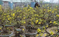 Mai Tết dự kiến được mùa, giá không tăng