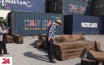 Phát hiện 50 container gỗ nghi khai báo sai chủng loại