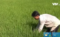 Bộ NN&PTNT kiểm tra hạn hán, xâm nhập mặn ở ĐBSCL