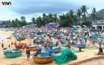 Mùa cá trích ở làng thuyền thúng