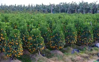 Quất cảnh Văn Giang sẵn sàng đón Tết