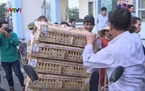 Tăng nuôi gia cầm thay thịt lợn
