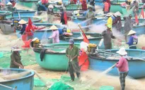 No mắt với mùa cá trích