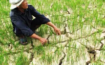 Thành lập tổ công tác tiền phương phòng chống hạn mặn