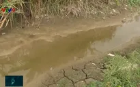 ĐBSCL giảm 100.000ha lúa để ứng phó với hạn mặn
