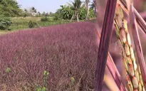 Thái Lan thành công trong việc trồng lúa hồng