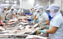 Cá tra Việt Nam sẽ gặp áp lực cạnh tranh lớn