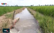 300.000ha lúa Đông Xuân ở ĐBSCL an toàn trước hạn mặn