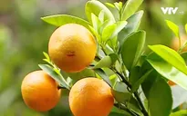 Đa dạng các mặt hàng trang trí Tết trong gia đình
