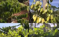 Đưa công nghệ vào vườn cà phê