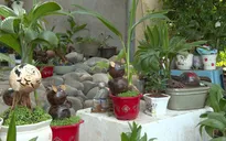 Độc đáo Bonsai dừa hình chuột đón Tết Canh Tý