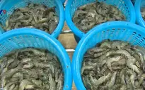 Đánh mã số ao nuôi, nâng cao giá trị và sức cạnh tranh của tôm Việt