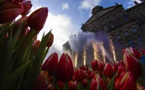 Hàng trăm nghìn bông hoa tulip khoe sắc tại Ngày hội hoa tulip Hà Lan