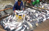Cần xây dựng thương hiệu cá tra Việt