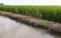 ĐBSCL tránh mặn thành công vụ lúa Đông Xuân