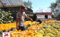 Bến Tre: Người trồng hoa lo thiếu nước tưới cho hoa