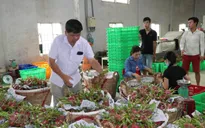 EVFTA thêm cơ hội cho xuất khẩu nông sản