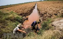 Cấp bách phòng, chống hạn hán, xâm nhập mặn