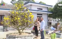 Giữ gìn làng mai truyền thống
