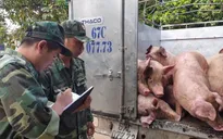 Phát hiện gần 1 tấn lợn nhập lậu vào Việt Nam tiêu thụ