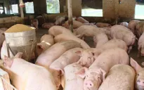 Khuyến nghị doanh nghiệp chăn nuôi giảm giá thịt lợn xuống dưới 75.000 đồng/kg