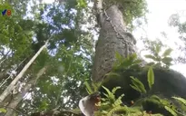 Du lịch sinh thái từ vốn rừng