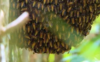 Gác kèo ong và muối ba khía Cà Mau là di sản phi vật thể
