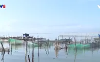 Thừa Thiên - Huế: Hiệu quả từ nuôi trồng thủy sản ven biển