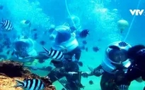 Chứng nhận kỷ lục công viên san hô đầu tiên tại Việt Nam