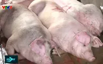 An Giang đề nghị công bố hết dịch tả lợn châu Phi