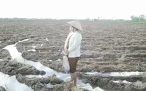 Quyết liệt triển khai các biện pháp ứng phó với hạn mặn ở ĐBSCL