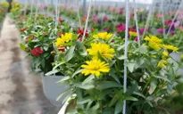 Sau đợt xâm nhập mặn, làng hoa tại Bến Tre tất bật chuẩn bị cho dịp Tết