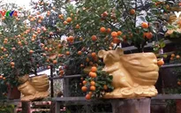 Quất bonsai hút khách dịp Tết Nguyên đán