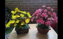 Hướng dẫn cách làm hoa mai đón Tết cực đơn giản