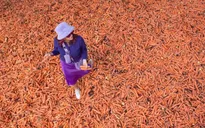 Kỳ lạ, đổ 240.000 củ cà rốt ra phố để trưng bày nghệ thuật