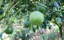 Bưởi miền Tây ngày càng được thị trường ưa chuộng