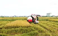 "Xanh nhà hơn già đồng", nông dân Bắc Bộ gặt sớm chạy bão số 7