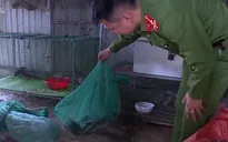 Kiểm tra, thu giữ gần 200kg chim trời hoang dã