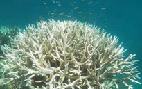 Rạn san hô lớn nhất thế giới Great Barrier bị tẩy trắng sẽ khó phục hồi