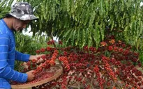 Xuất khẩu cà phê của Brazil tăng cao kỷ lục