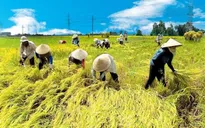 Hà Nội: Kết quả phát triển nông nghiệp, nông thôn đạt những thành tựu mới