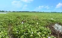 Nhiều diện tích vụ Đông Xuân có nguy cơ bỏ hoang sau lũ