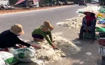 Nỗi buồn của người dân tại "vựa lúa" miền Trung sau lũ