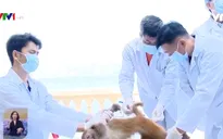 Việt Nam thử nghiệm vaccine COVID-19 trên khỉ