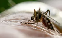 Ký sinh trùng sốt rét ẩn náu trong máu vào mùa khô